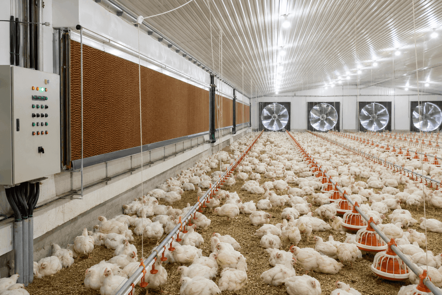 Poultry ventilation and cooling system with exhaust fans, air inlets and temperature control equipment.